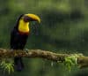 Costa Rica Wildlife: Toucans