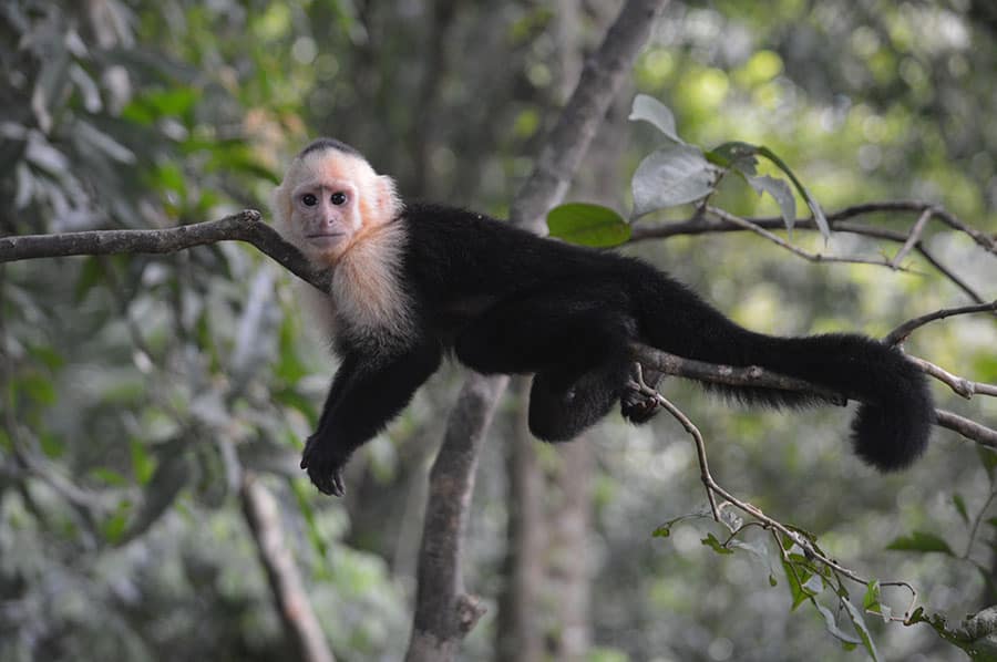 Wildlife of Costa Rica | Tico Travel