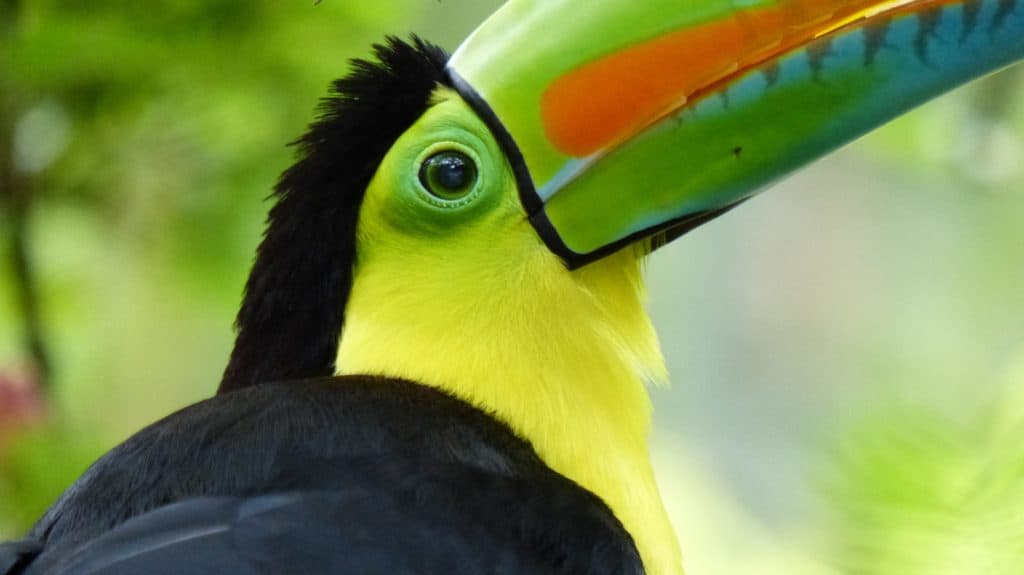Costa Rica Wildlife | Tico Travel
