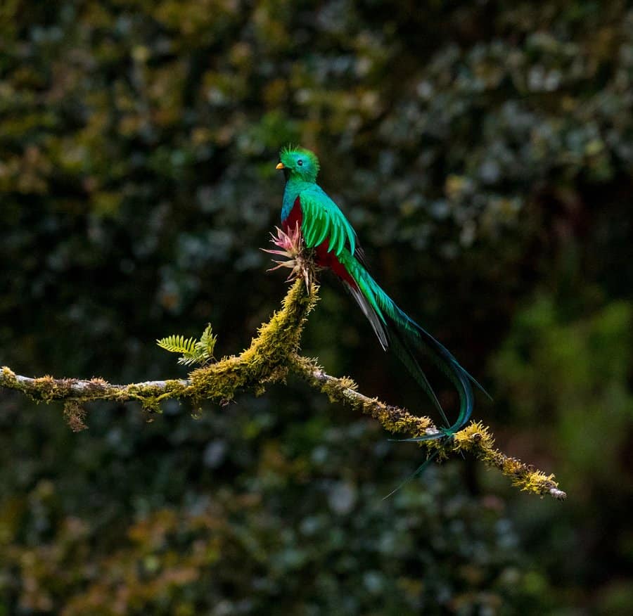 Costa Rica Quetzal Facts