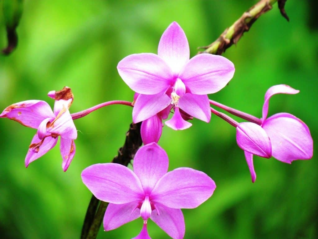 National Flower of Costa Rica