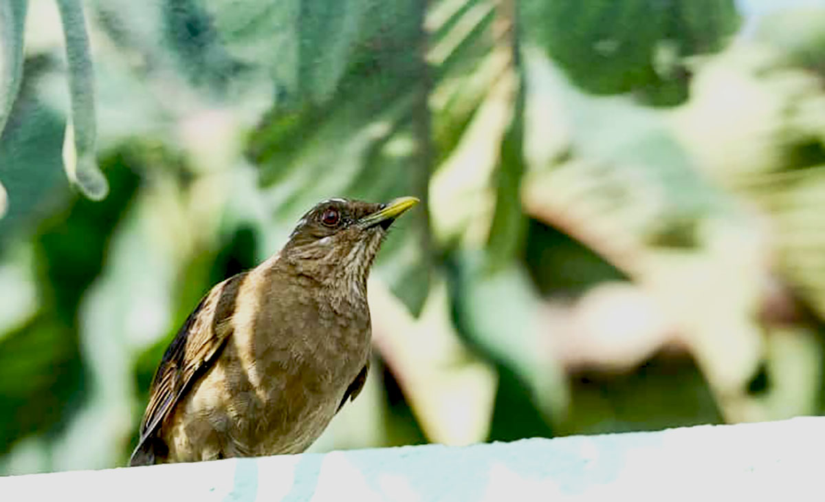 National Bird of Costa Rica