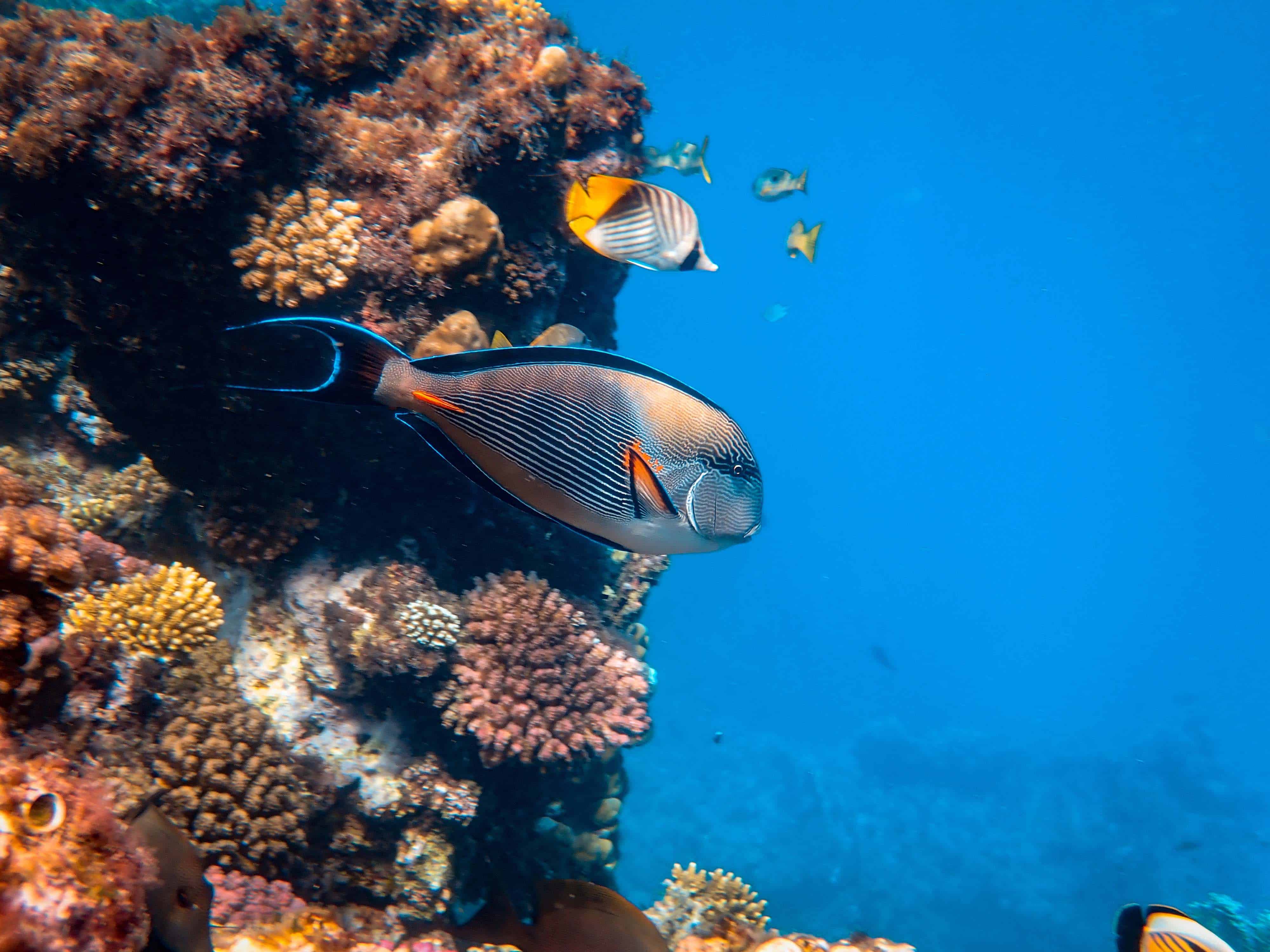 Fish at Caño Island